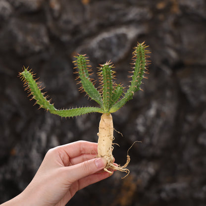 Euphorbia micracantha