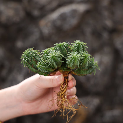 Euphorbia fimbriata hybrid