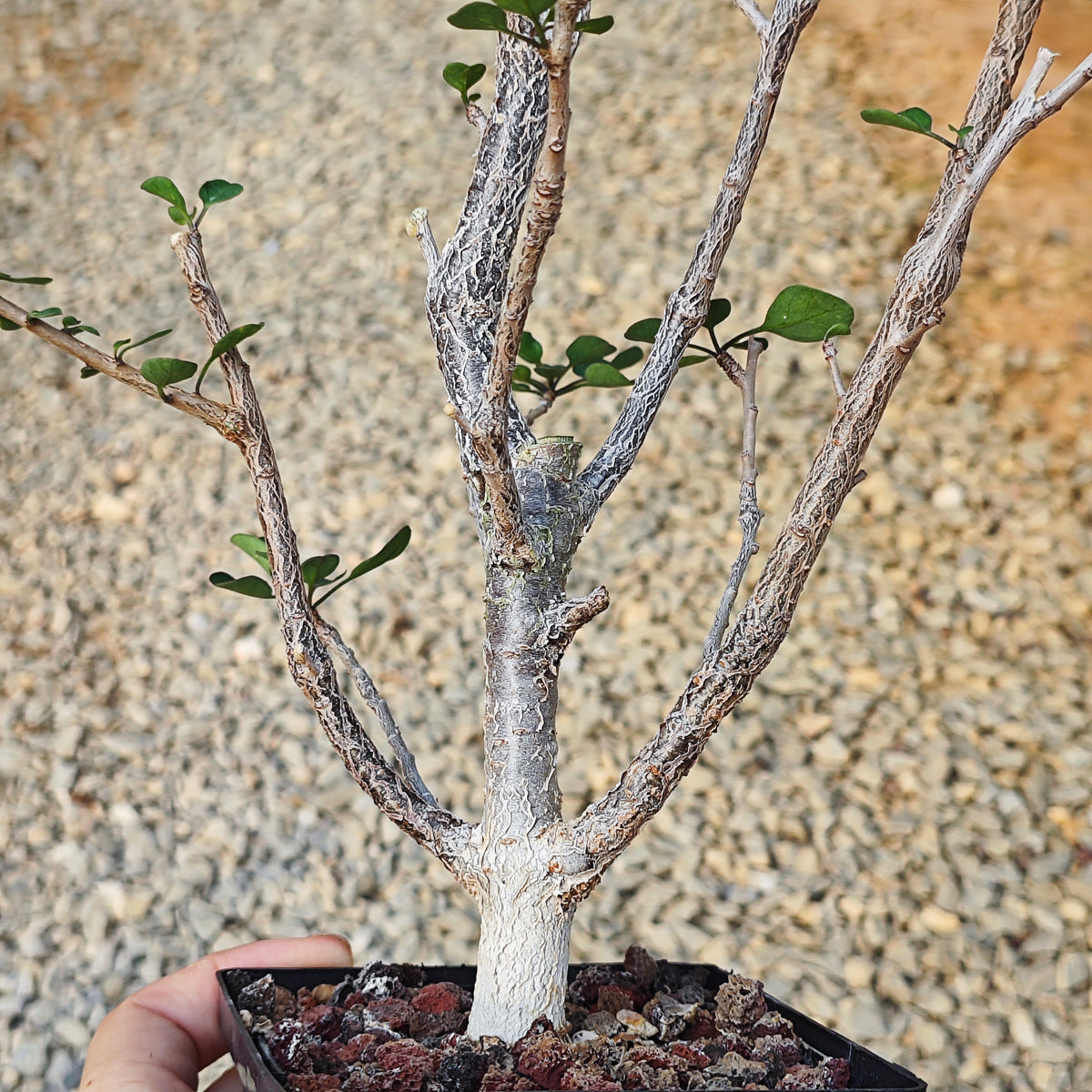 Euphorbia agatheae