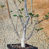 Euphorbia agatheae