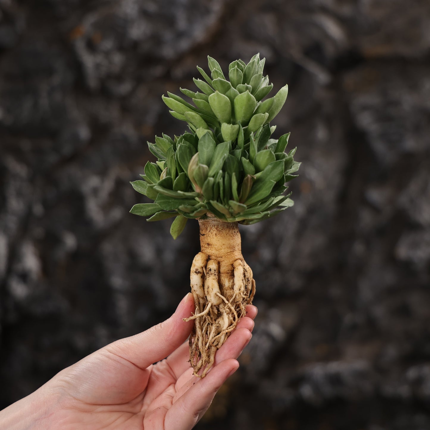 Euphorbia guentheri / Monadenium guentheri