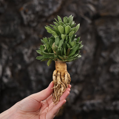 Euphorbia guentheri / Monadenium guentheri