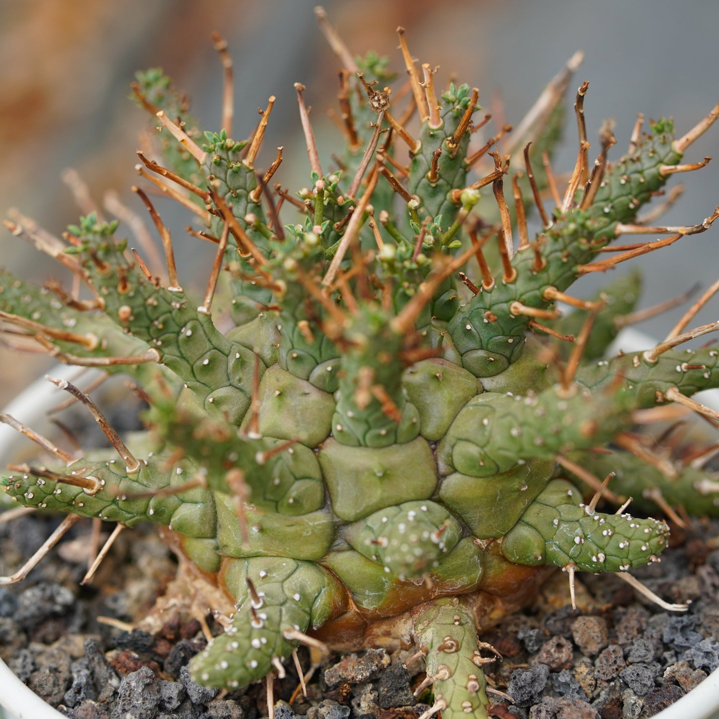 Euphorbia decepta
