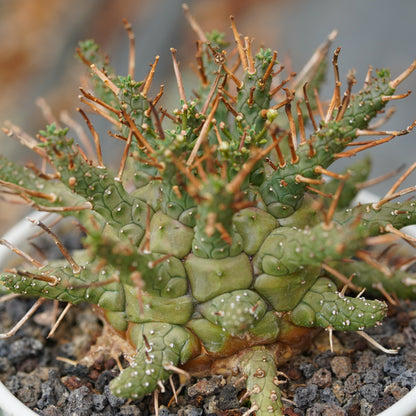 Euphorbia decepta