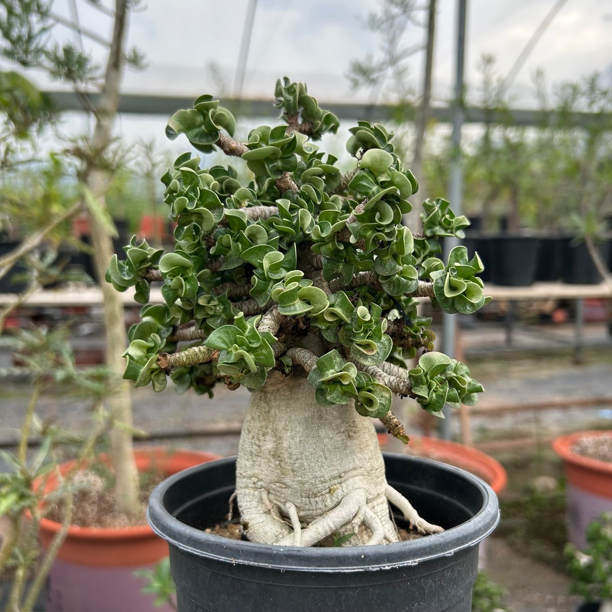 Adenium 'Khao' Dorset Horn