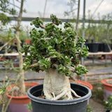 Adenium 'Khao' Dorset Horn