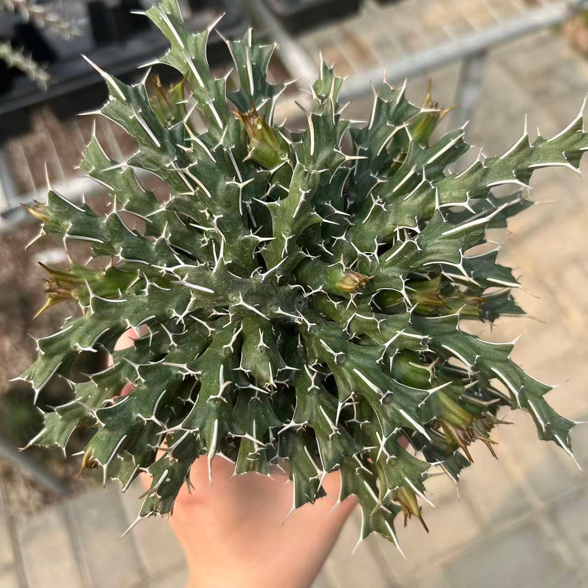 Euphorbia sp. nov. aff. Uhligiana-Euphorbia-W8-10cm-image-4