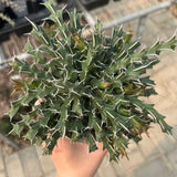 Euphorbia sp. nov. aff. Uhligiana-Euphorbia-W8-10cm-image-4