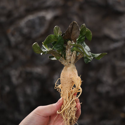 Euphorbia ambovombensis