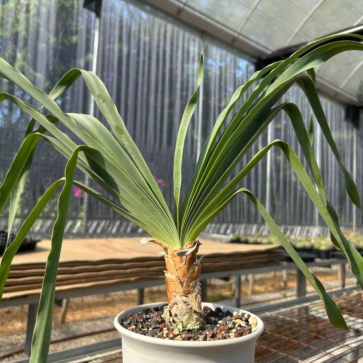 Boophone disticha