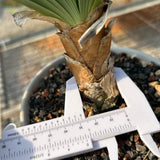 Boophone disticha