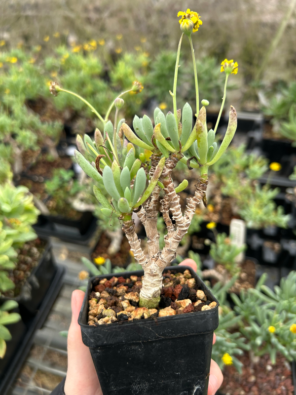 Othonna clavifolia - BotanicalCollector