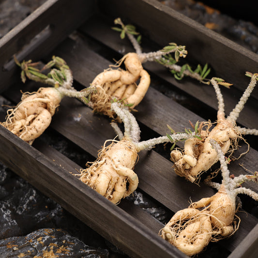 Euphorbia capsaintemariensis