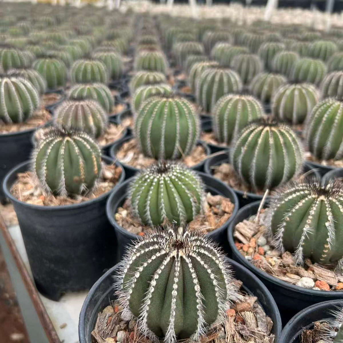 Uebelmannia pectinifera — Same Size Shipped, W6.5cm, Offset