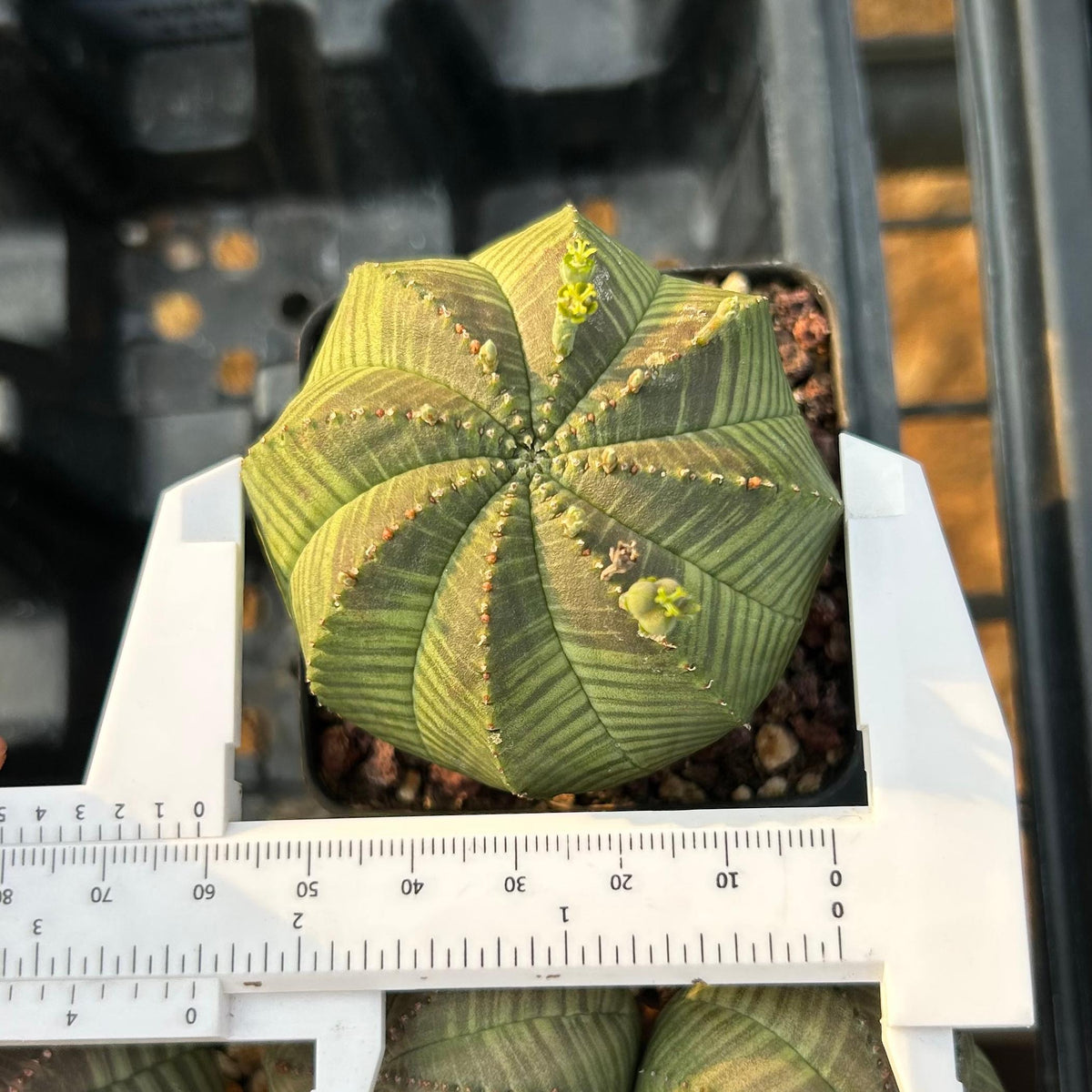 Euphorbia obesa — specimen shown with a caliper or ruler for scale