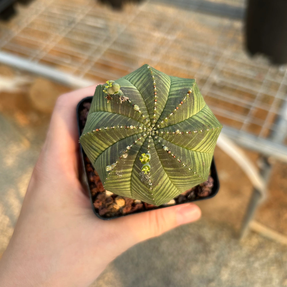Euphorbia obesa — Euphorbia — listed size W6.1cm — No.6571 — image 5: potted ribbed, rounded plant viewed from above