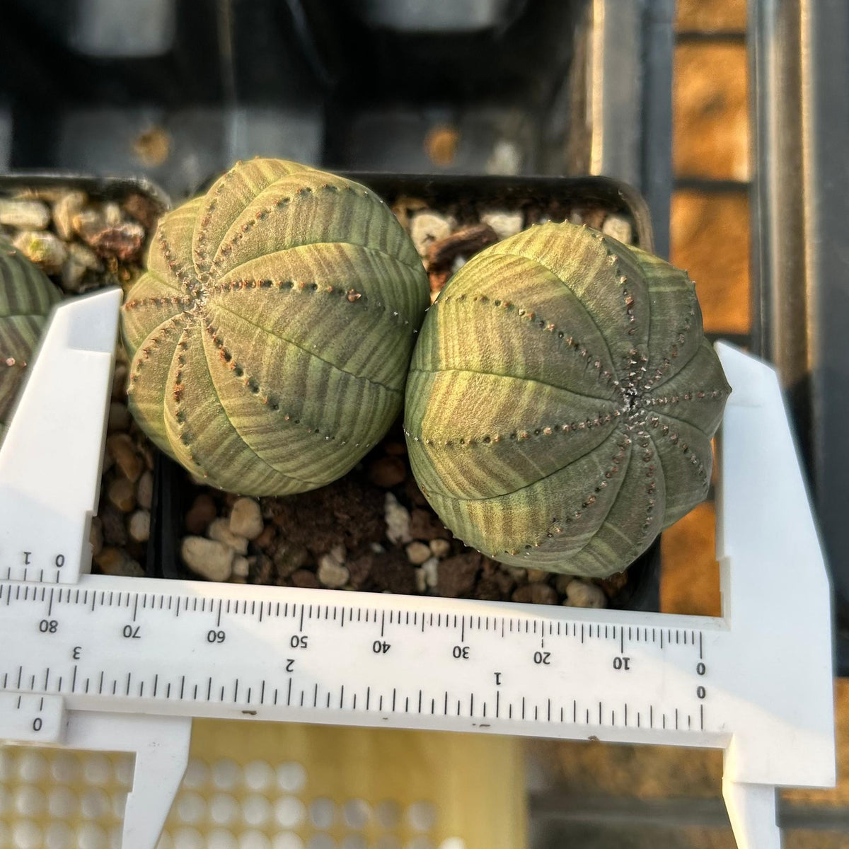 Euphorbia obesa
