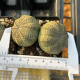 Euphorbia obesa