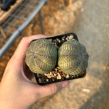 Euphorbia obesa — Euphorbia — listed size W7.9cm — No.6809 — image 7: potted ribbed, rounded plant viewed from above