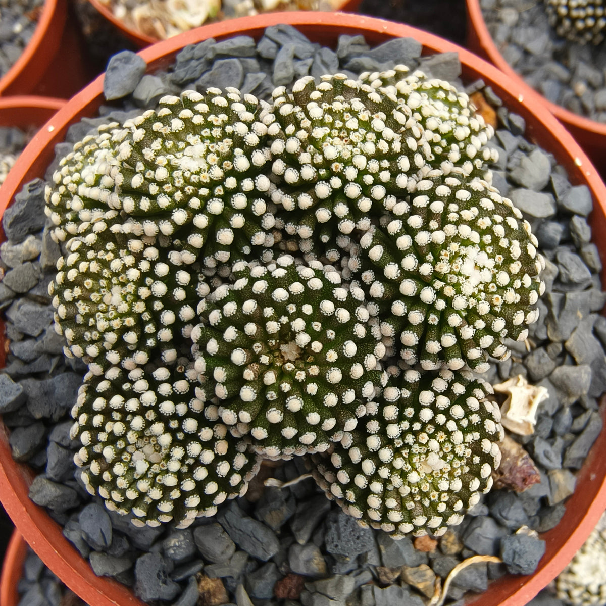 Mammillaria luethyi
