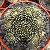 Mammillaria luethyi