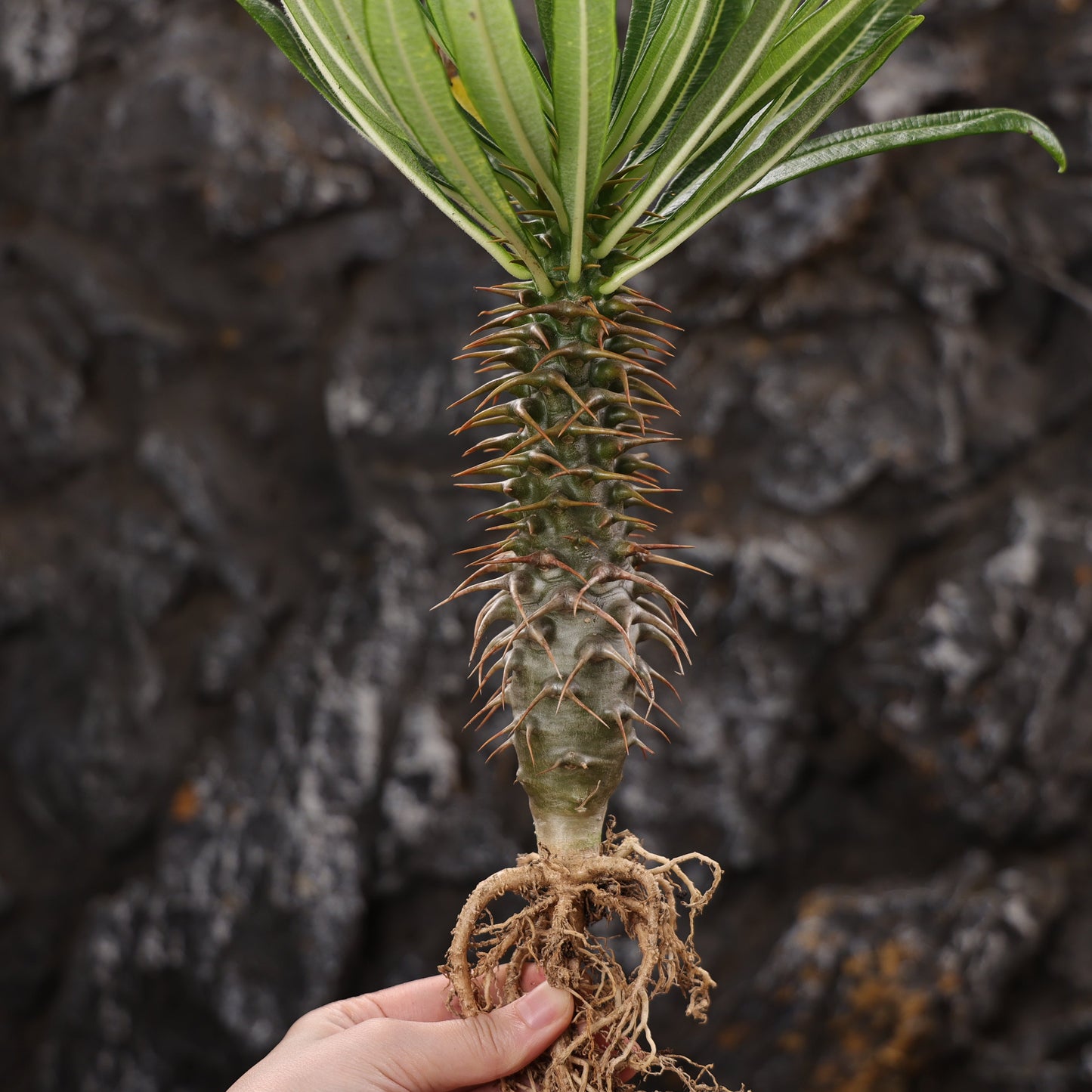 Pachypodium ambongense