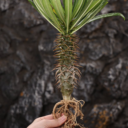 Pachypodium ambongense