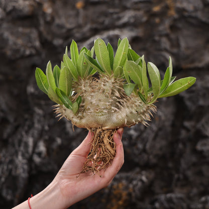 Pachypodium eburneum