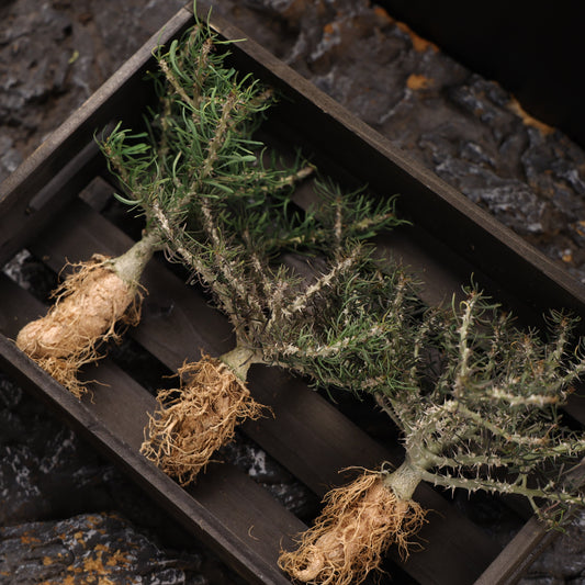 Euphorbia sakarahaensis