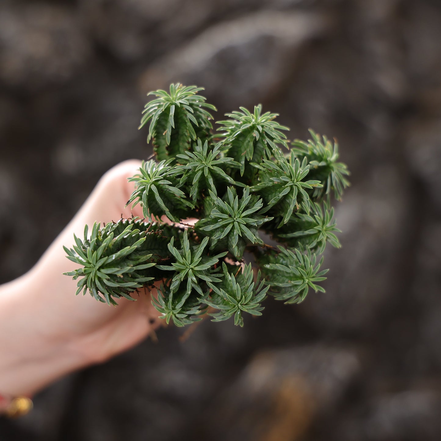 Euphorbia fimbriata hybrid
