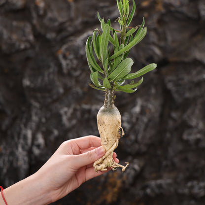 Pachypodium succulentum