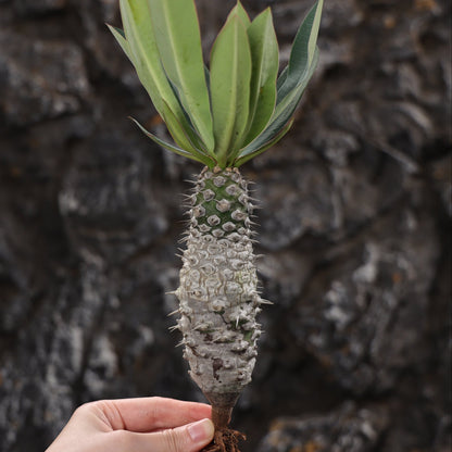 Euphorbia pachypodioides