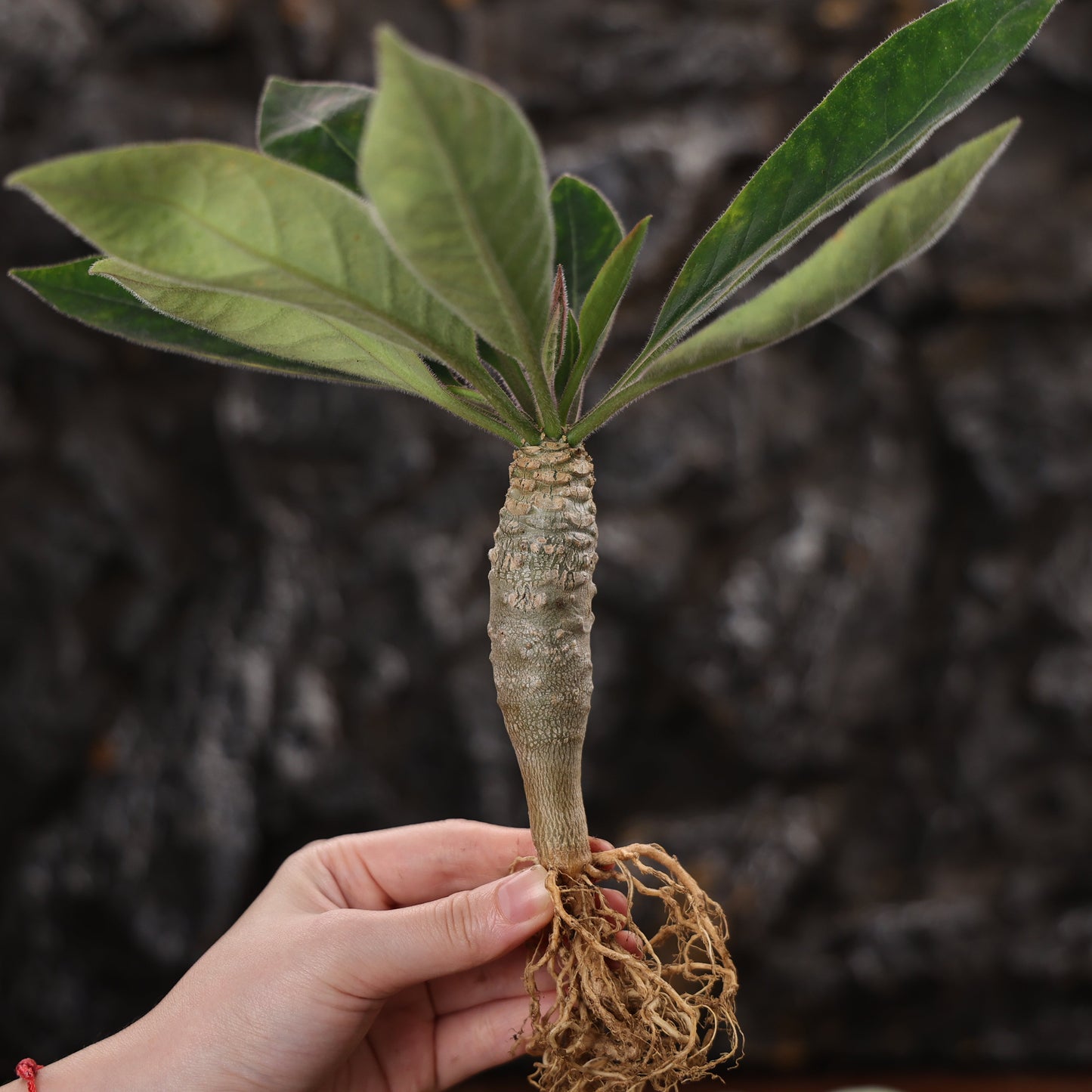 Euphorbia ankarensis