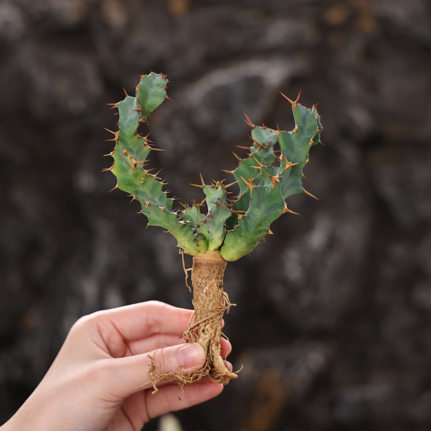 Euphorbia clavigera (blue multi-headed ssp.)