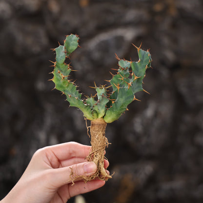 Euphorbia clavigera (blue multi-headed ssp.)