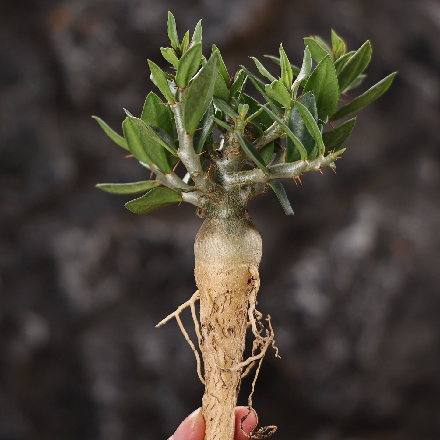 Pachypodium bispinosum