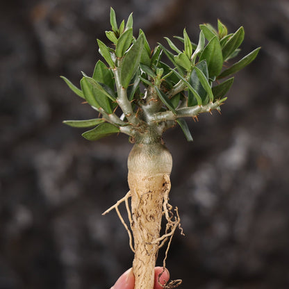 Pachypodium bispinosum