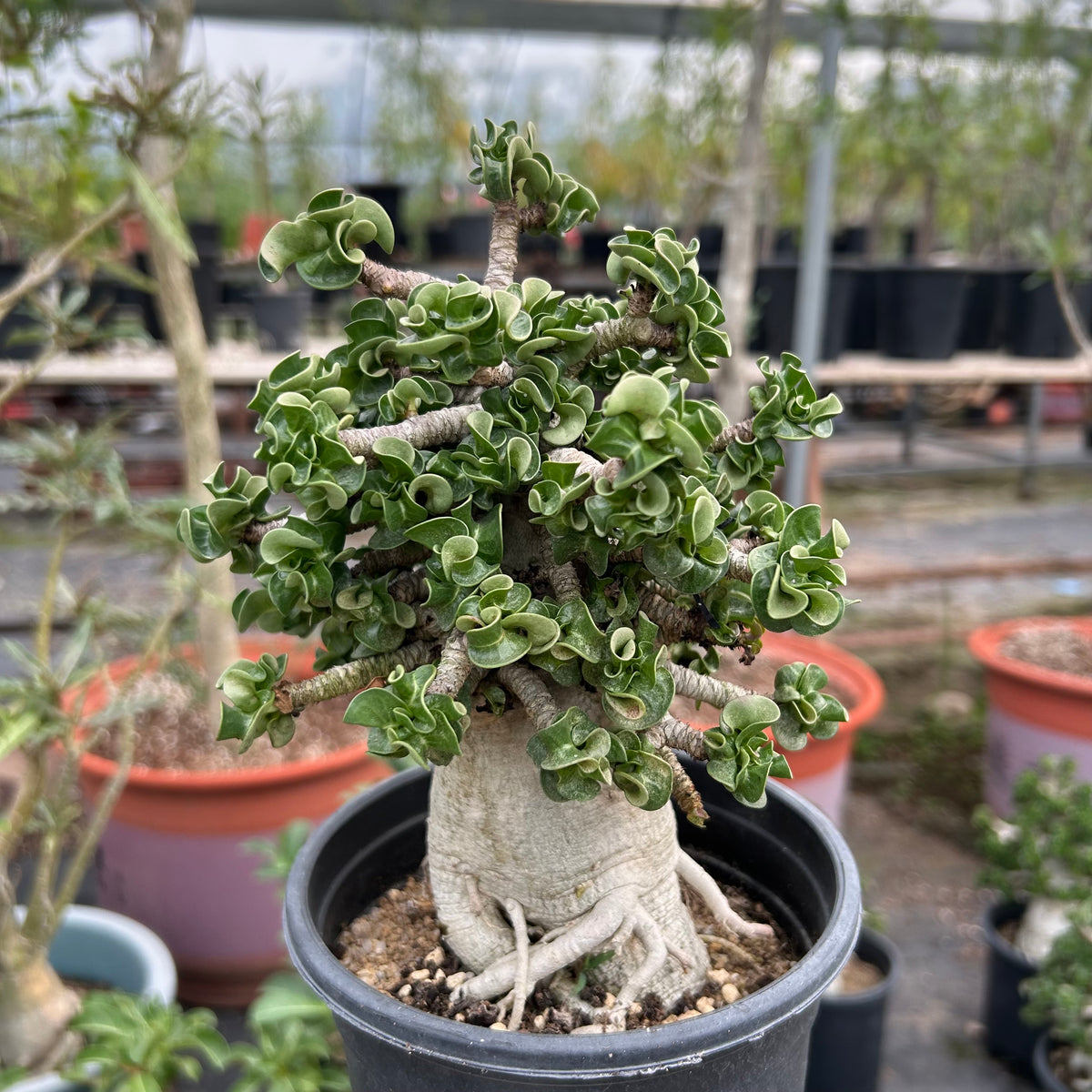 Adenium 'Khao' Dorset Horn