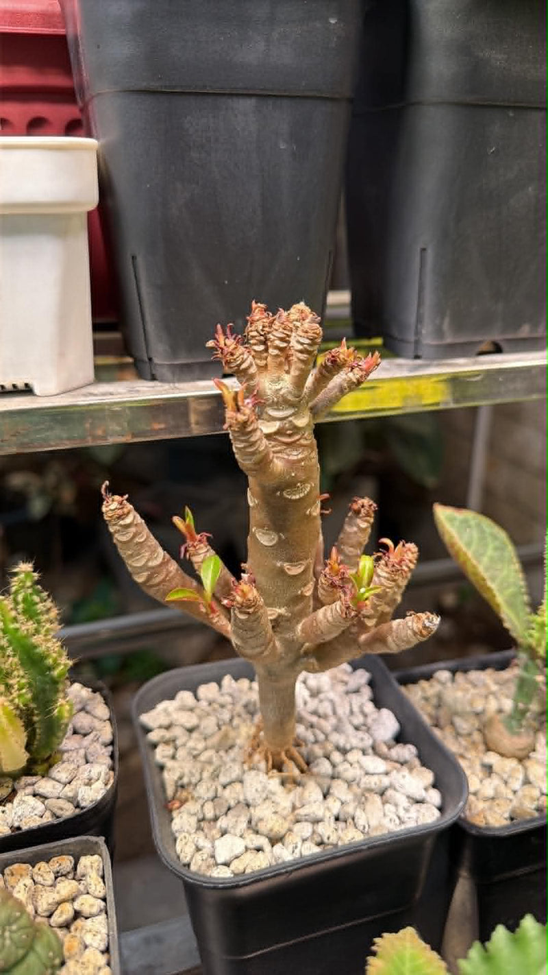 From the Philippines-Aftercare photo 1-BotanicalCollector
