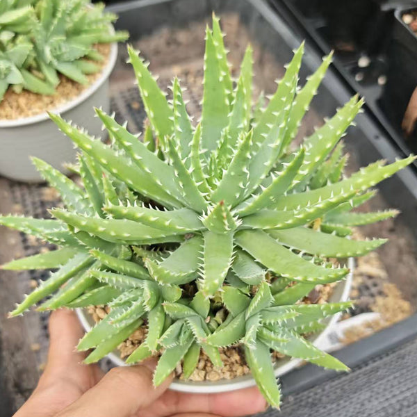 Aloe brevifolia