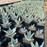 Aloe pillansii-Aloe-W6-7cm-image-7
