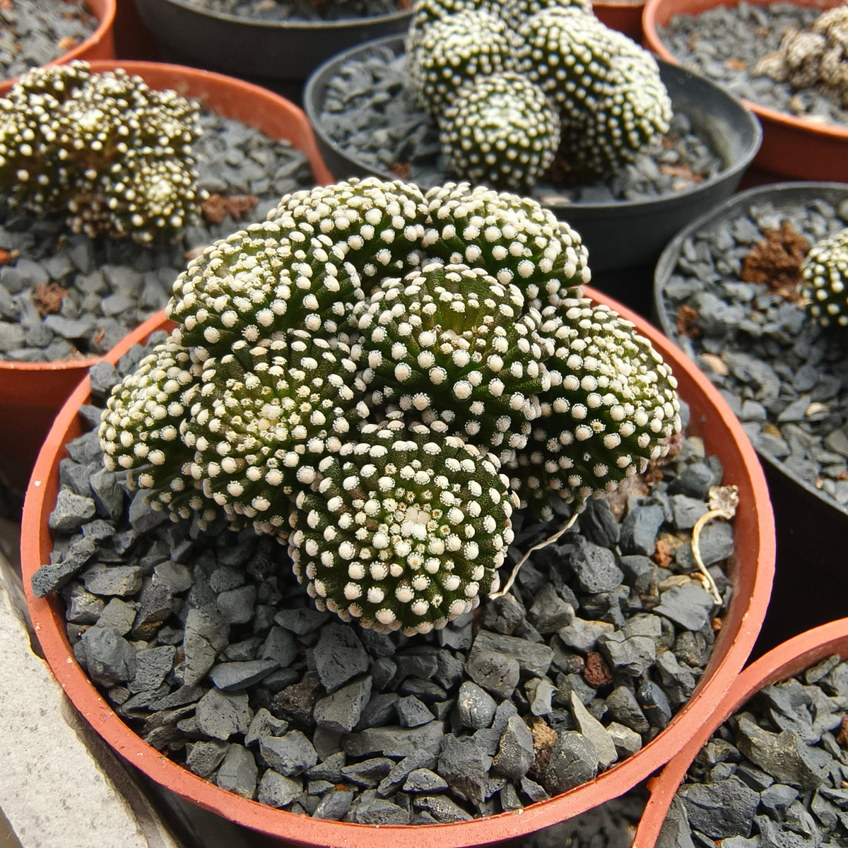 Mammillaria luethyi