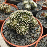 Mammillaria luethyi