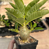Pachypodium baronii var.windsorii