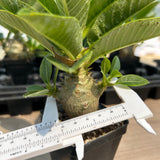 Pachypodium baronii var.windsorii