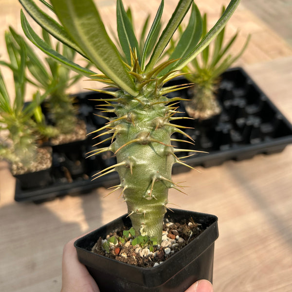 Pachypodium ambongense — Pachypodium — listed size W3.4cm — No.7175 — image 1: potted plant with a spiny trunk and narrow leaves