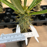Pachypodium ambongense