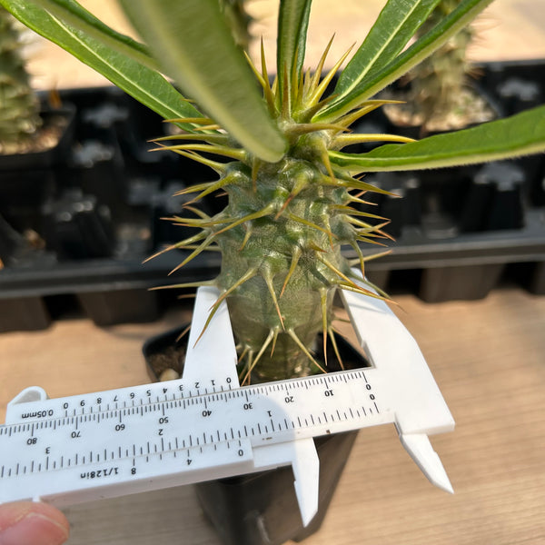 Pachypodium ambongense