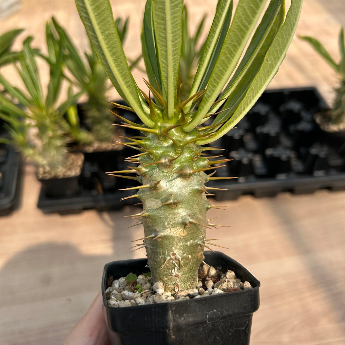 Pachypodium ambongense — Pachypodium — listed size W3.3cm — No.7176 — image 3: potted plant with a spiny trunk and narrow leaves