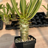 Pachypodium ambongense — Pachypodium — listed size W3.3cm — No.7176 — image 3: potted plant with a spiny trunk and narrow leaves